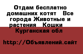 Отдам бесплатно домашних котят - Все города Животные и растения » Кошки   . Курганская обл.